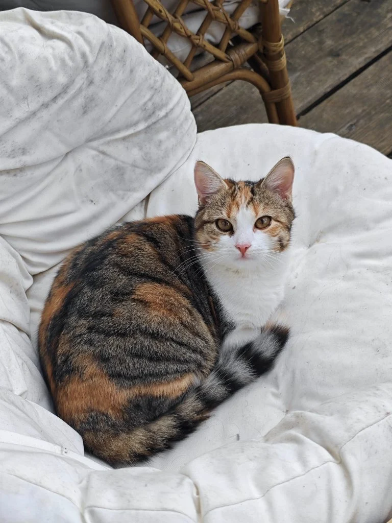 Lola Kot (kot)